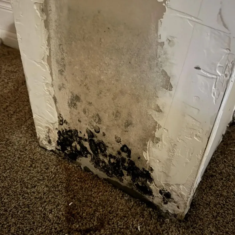 Professional Mold Removal in Monongah, WV